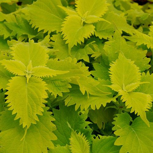 Coleus Volcanica Wasabi - View 5 from www redcrocus com