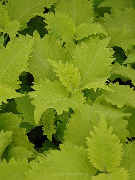 Coleus Volcanica Wasabi - View 6 from www redcrocus com