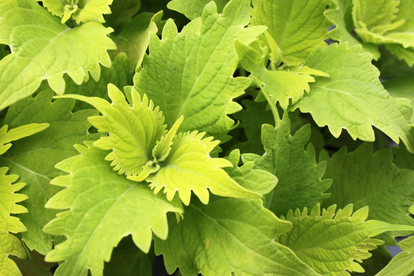 Coleus Volcanica Wasabi - View 7 from www redcrocus com
