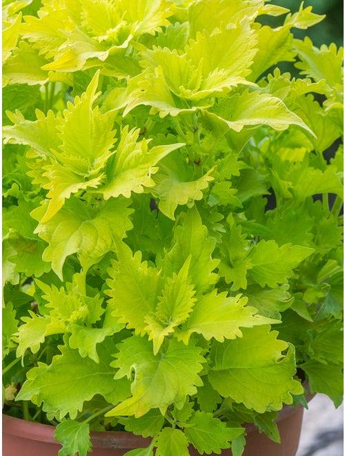 Coleus Volcanica Wasabi - View 9 from www redcrocus com
