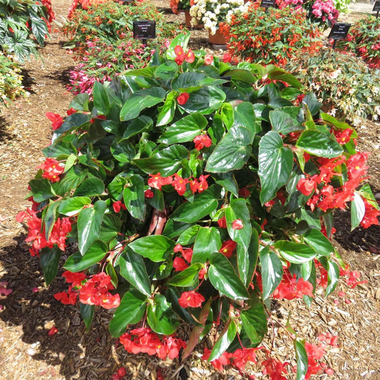 Begonia Dragon Wing Red - View 1 from www redcrocus com
