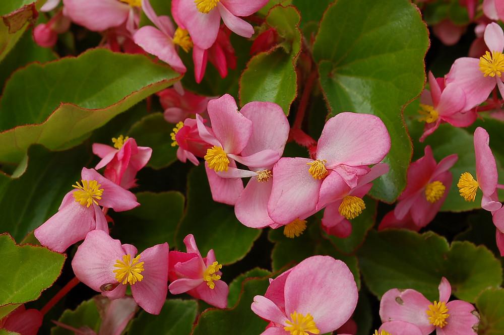Begonia Babywing Pink - View 10 from www redcrocus com