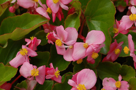 Begonia Babywing Pink - View 10 from www redcrocus com