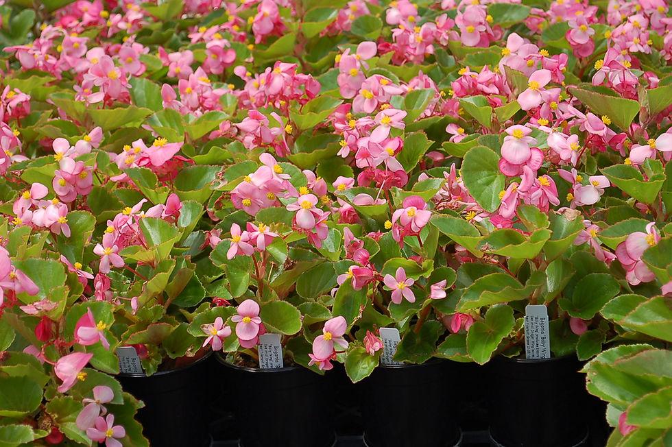 Begonia Babywing Pink - View 11 from www redcrocus com