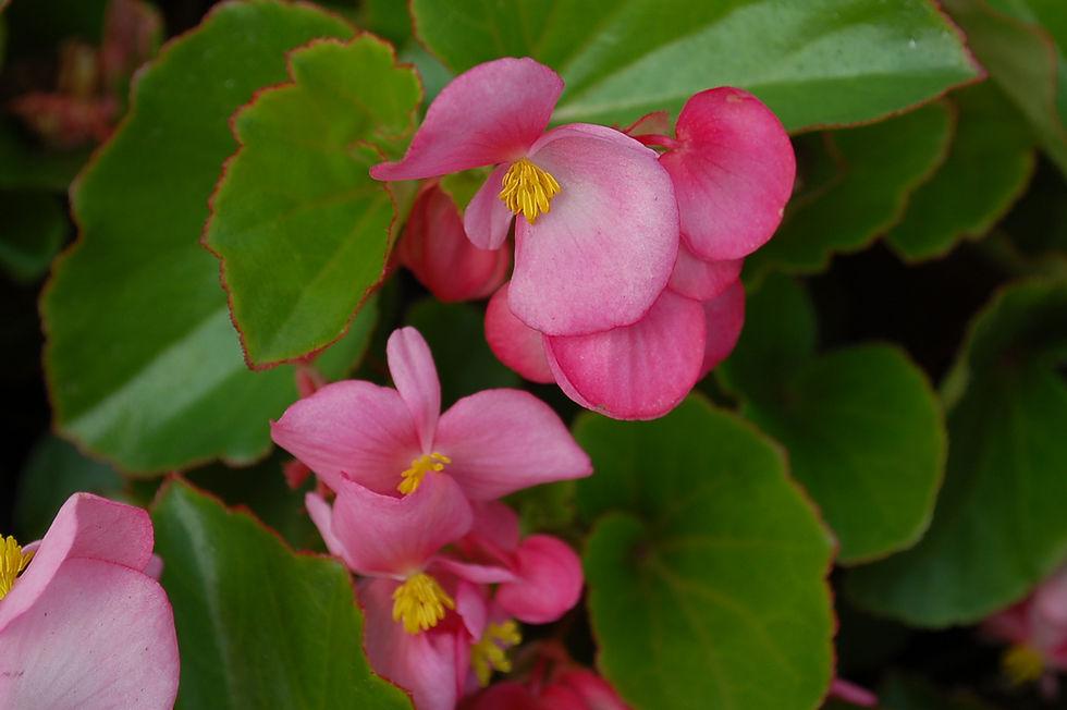 Begonia Babywing Pink - View 13 from www redcrocus com