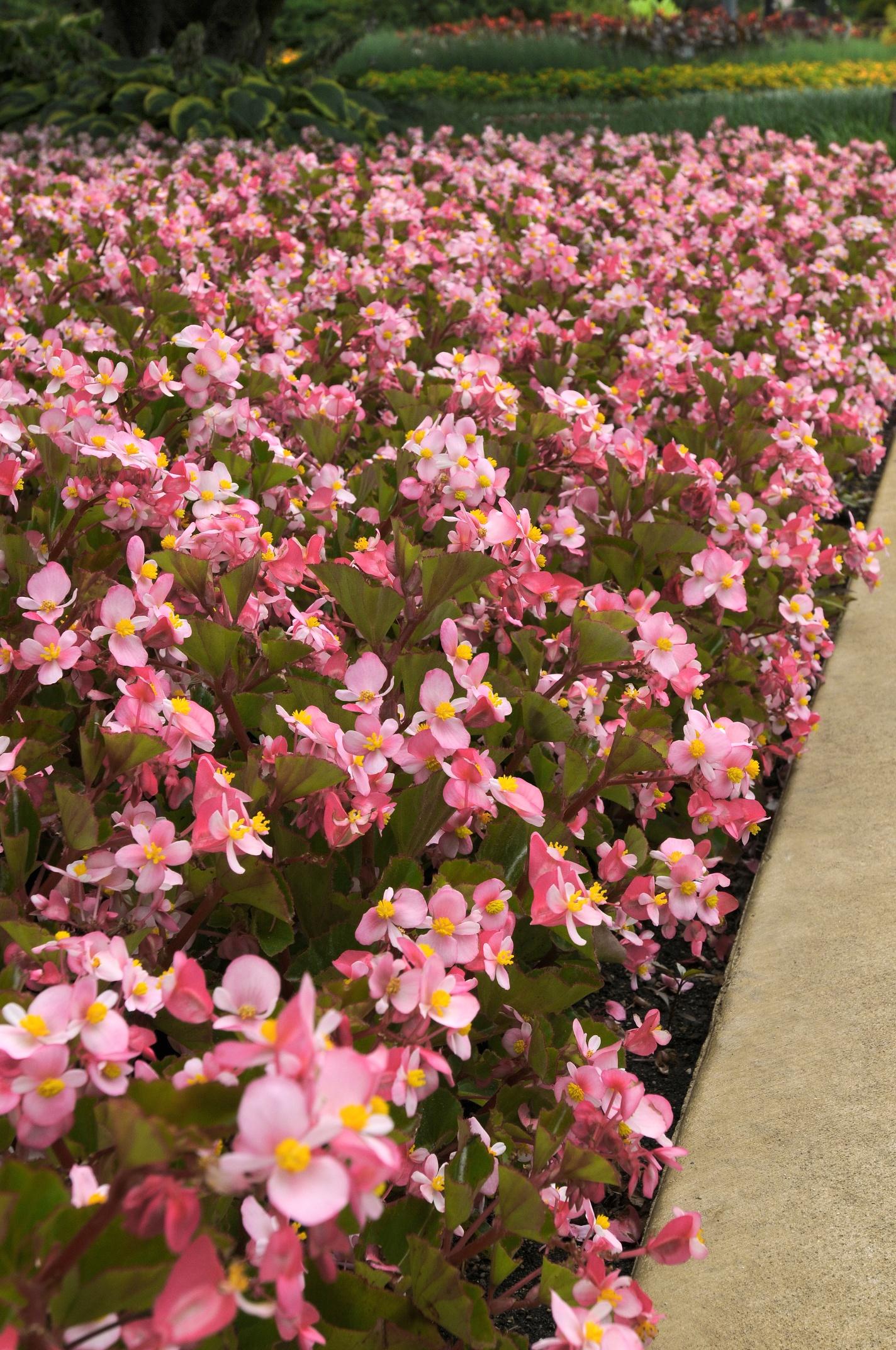 Begonia Babywing Pink - View 15 from www redcrocus com