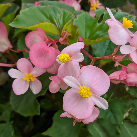Begonia Babywing Pink - View 1 from www redcrocus com