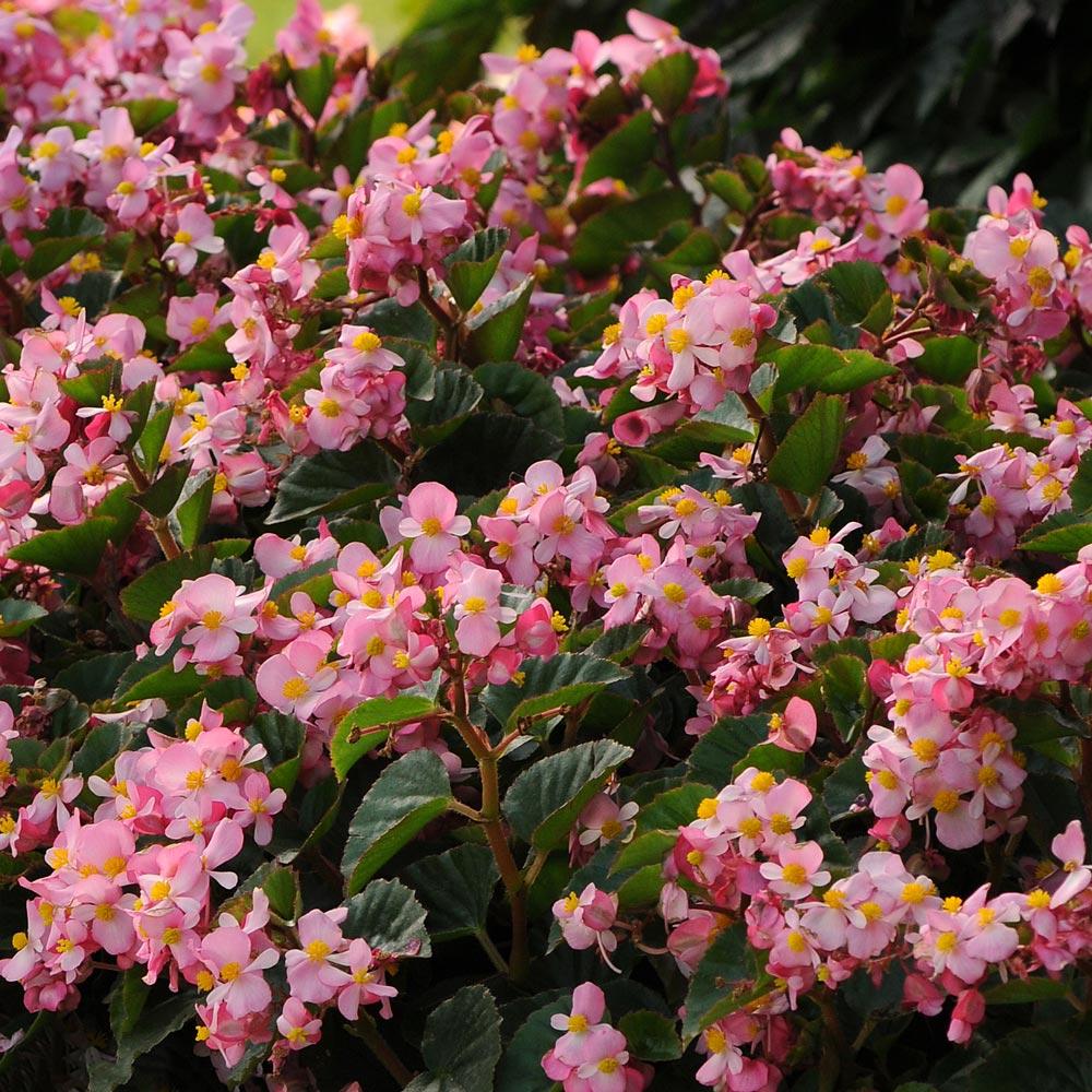 Begonia Babywing Pink - View 3 from www redcrocus com