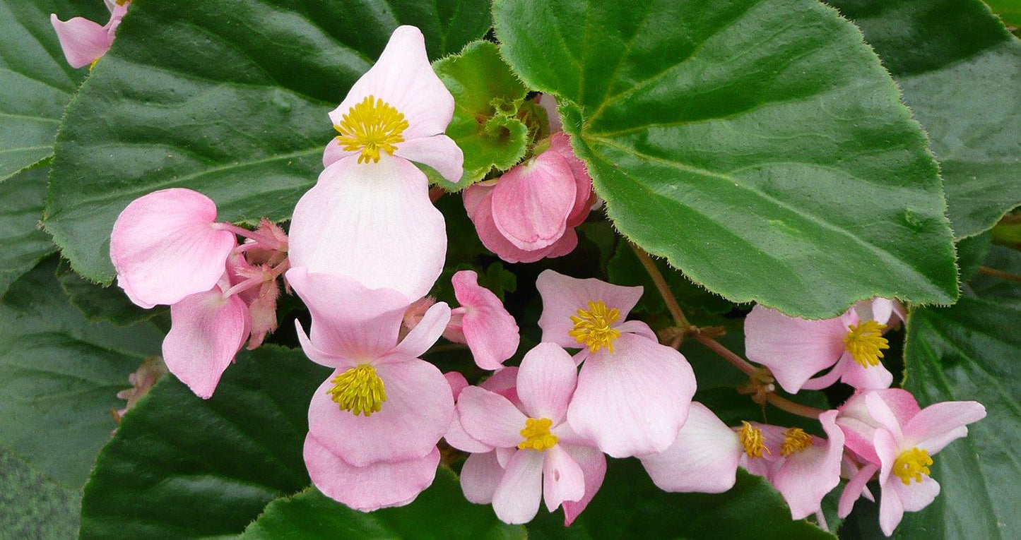Begonia Babywing Pink - View 4 from www redcrocus com
