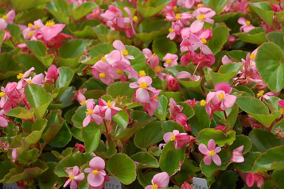 Begonia Babywing Pink - View 6 from www redcrocus com
