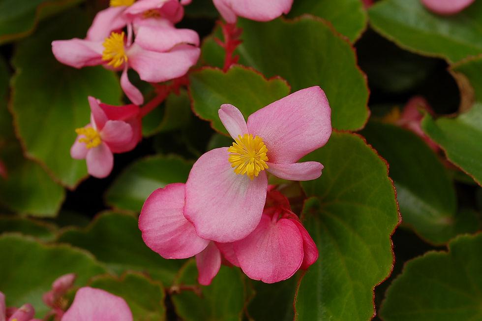 Begonia Babywing Pink - View 7 from www redcrocus com