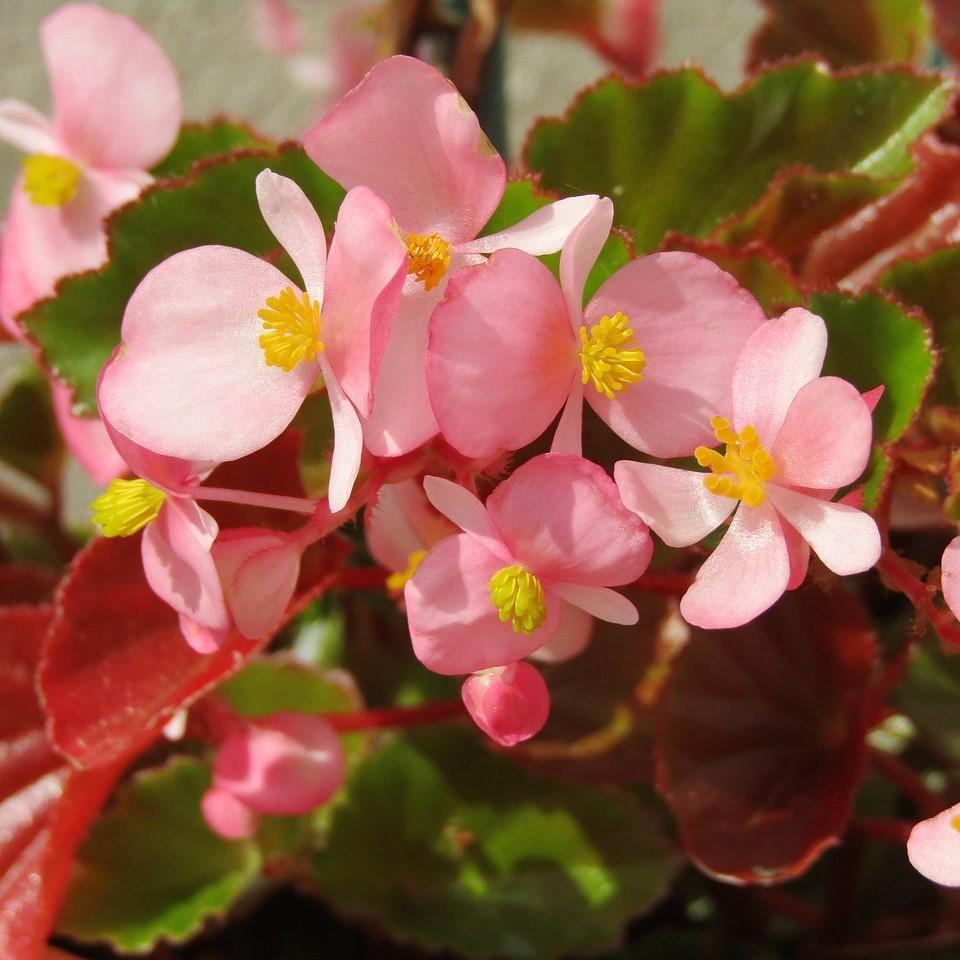 Begonia Babywing Pink - View 9 from www redcrocus com