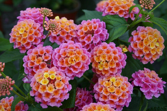 Lantana Lucky Sunrise Rose - View 10 from www redcrocus com