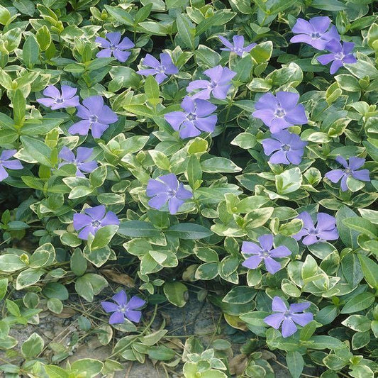 Vinca Major Variegata - View 10 from www redcrocus com