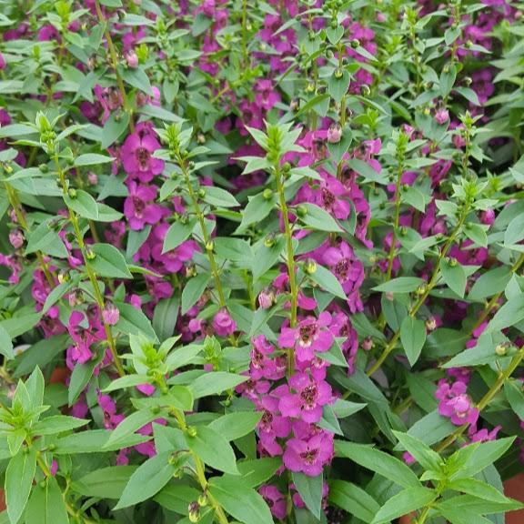 Angelonia Archangel Raspberry - View 10 from www redcrocus com
