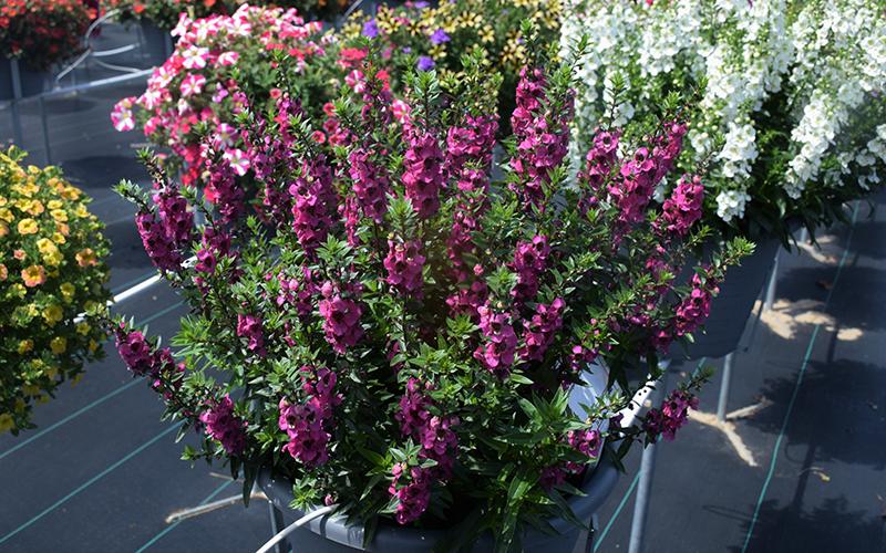 Angelonia Archangel Raspberry - View 11 from www redcrocus com