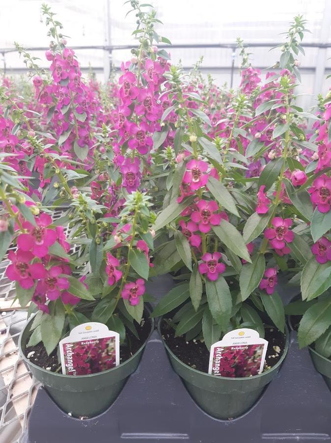 Angelonia Archangel Raspberry - View 12 from www redcrocus com