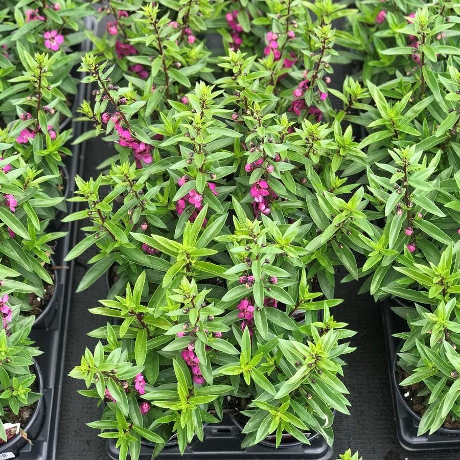 Angelonia Archangel Raspberry - View 13 from www redcrocus com