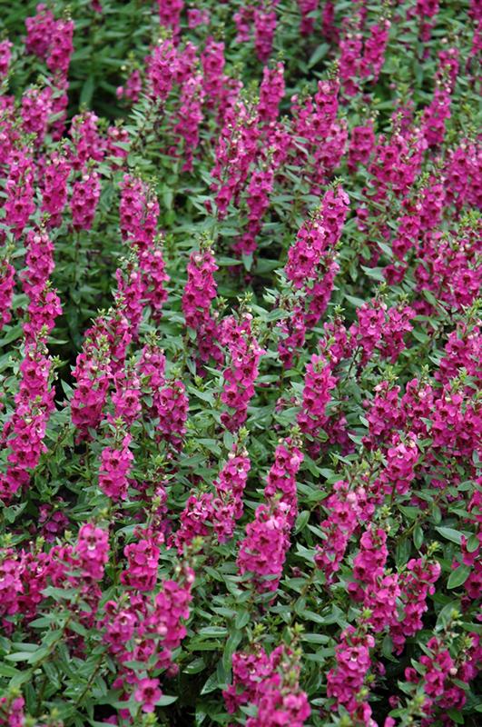 Angelonia Archangel Raspberry - View 1 from www redcrocus com
