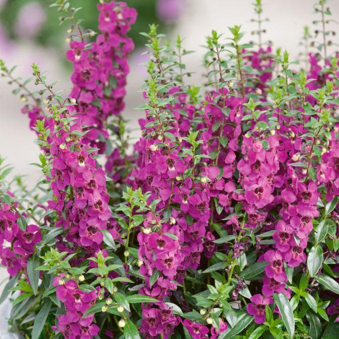 Angelonia Archangel Raspberry - View 2 from www redcrocus com