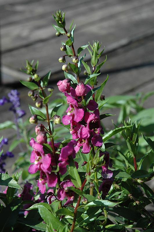 Angelonia Archangel Raspberry - View 3 from www redcrocus com