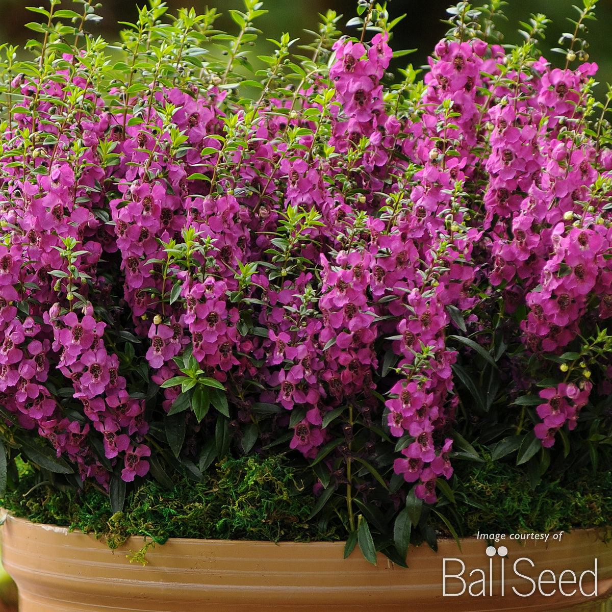 Angelonia Archangel Raspberry - View 5 from www redcrocus com