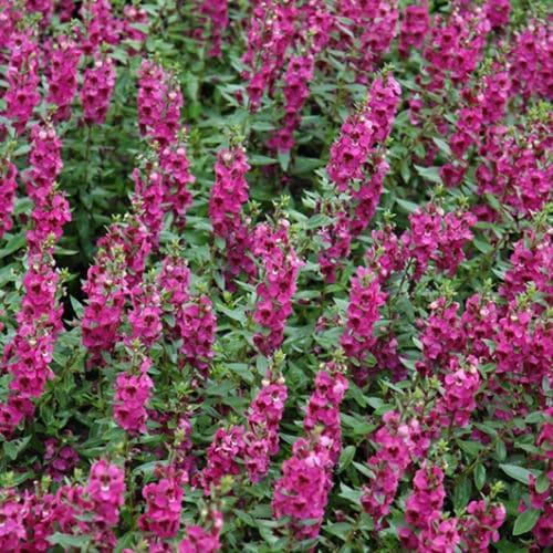 Angelonia Archangel Raspberry - View 6 from www redcrocus com