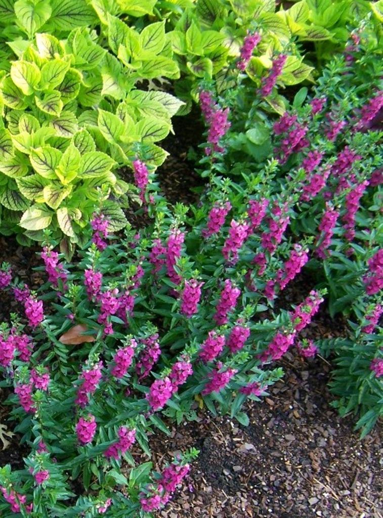 Angelonia Archangel Raspberry - View 8 from www redcrocus com