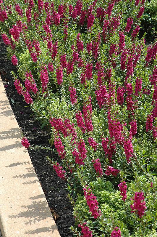 Angelonia Archangel Raspberry - View 9 from www redcrocus com