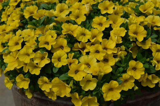 Calibrachoa Cabaret Deep Yellow - View 11 from www redcrocus com