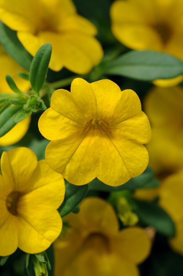 Calibrachoa Cabaret Deep Yellow - View 12 from www redcrocus com