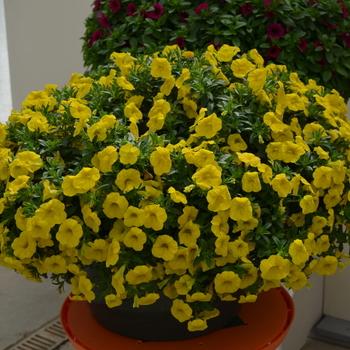 Calibrachoa Cabaret Deep Yellow - View 13 from www redcrocus com