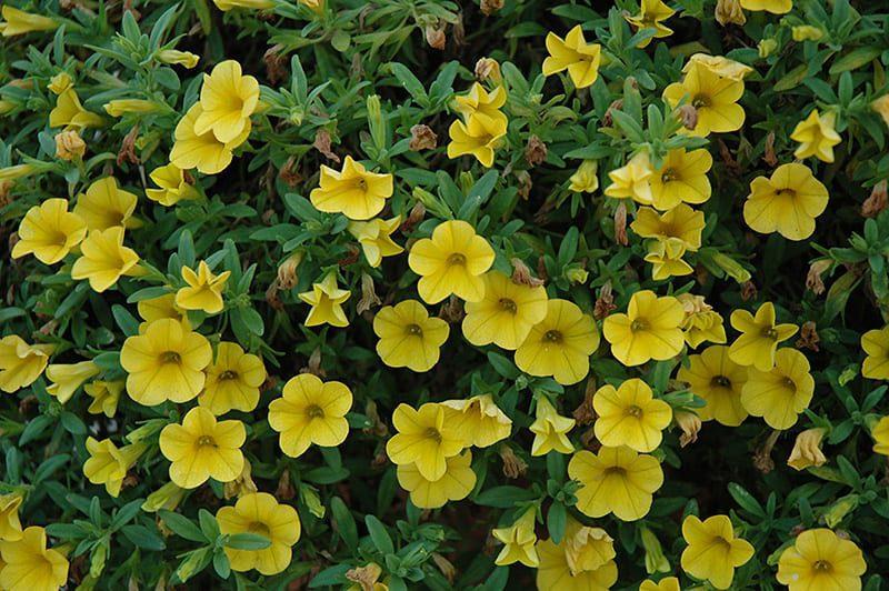 Calibrachoa Cabaret Deep Yellow - View 14 from www redcrocus com