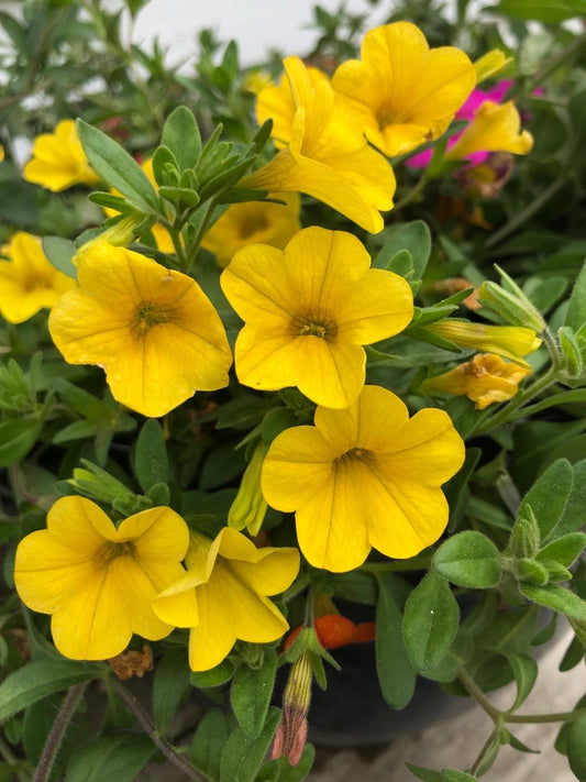 Calibrachoa Cabaret Deep Yellow - View 1 from www redcrocus com