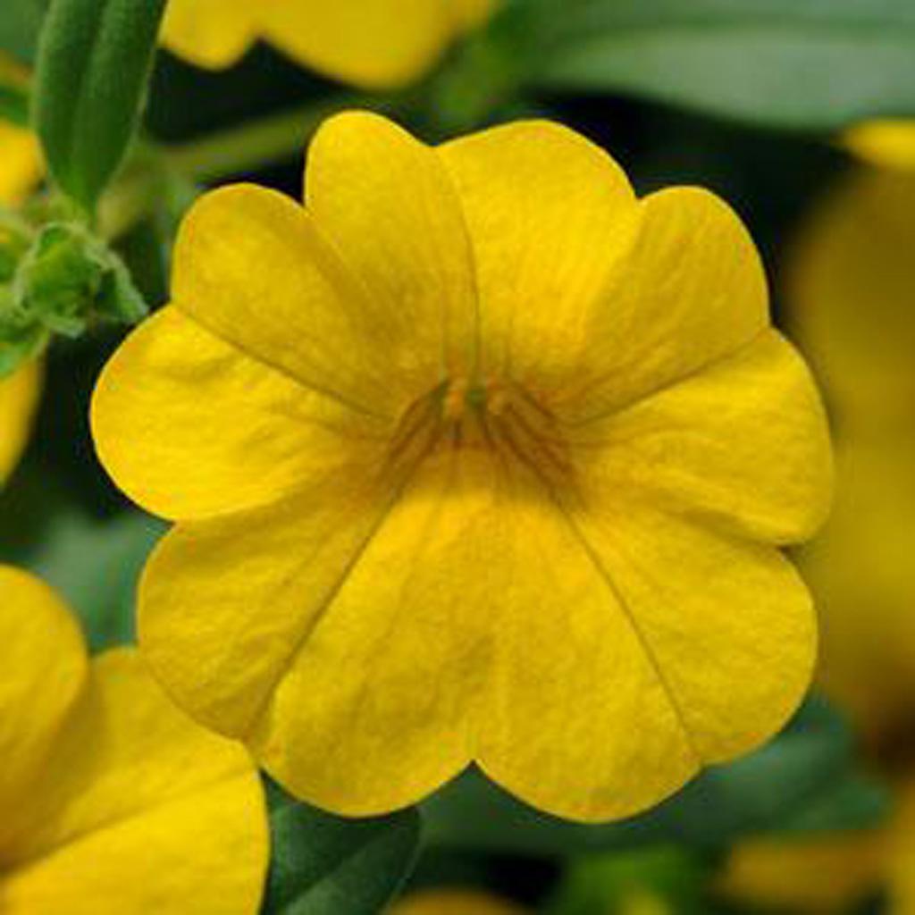 Calibrachoa Cabaret Deep Yellow - View 2 from www redcrocus com