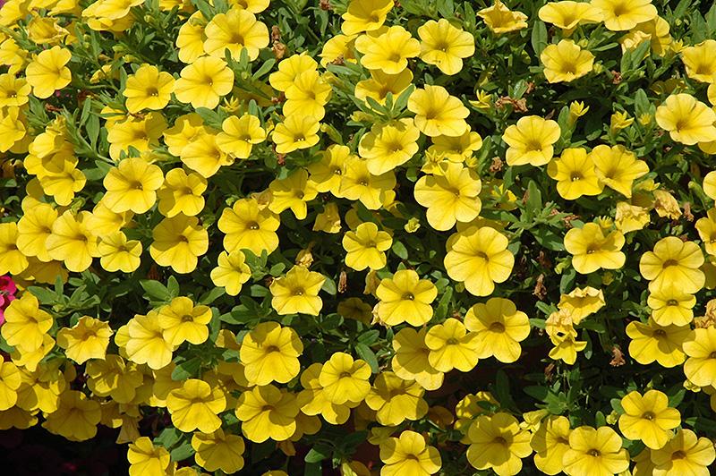 Calibrachoa Cabaret Deep Yellow - View 3 from www redcrocus com