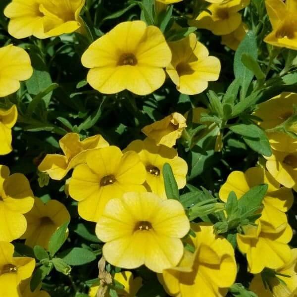 Calibrachoa Cabaret Deep Yellow - View 5 from www redcrocus com