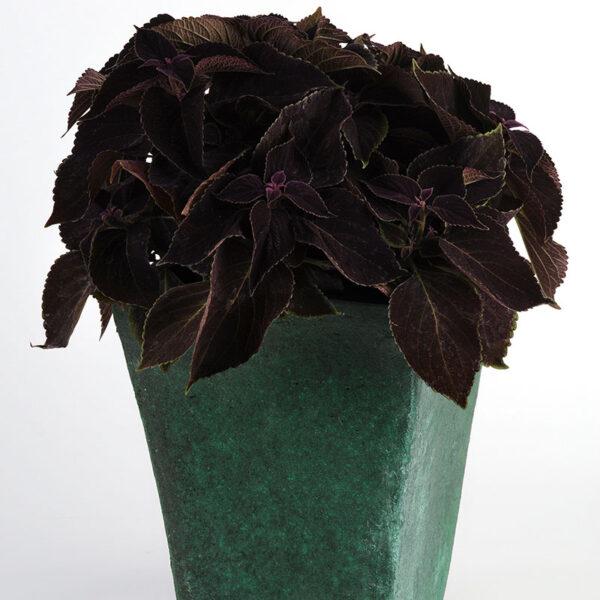 Coleus Volcanica Vino - View 10 from www redcrocus com