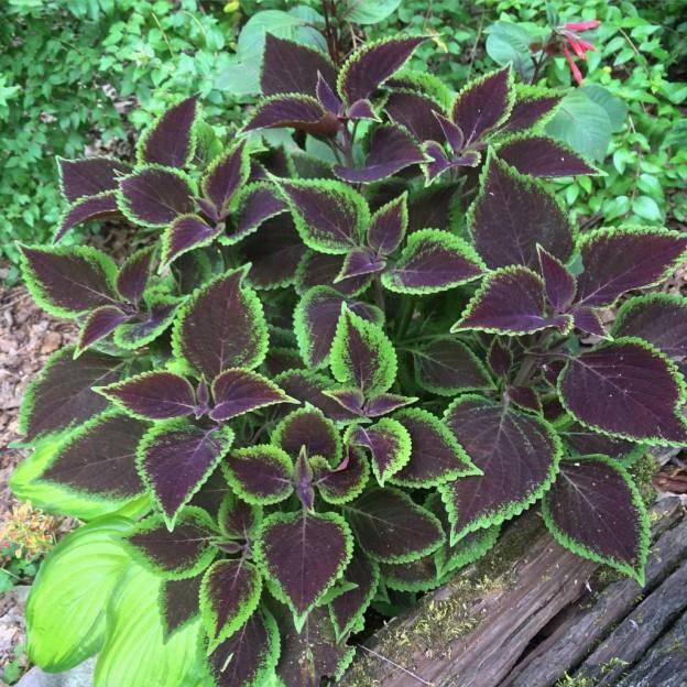Coleus Volcanica Vino - View 11 from www redcrocus com