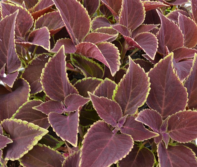 Coleus Volcanica Vino - View 12 from www redcrocus com