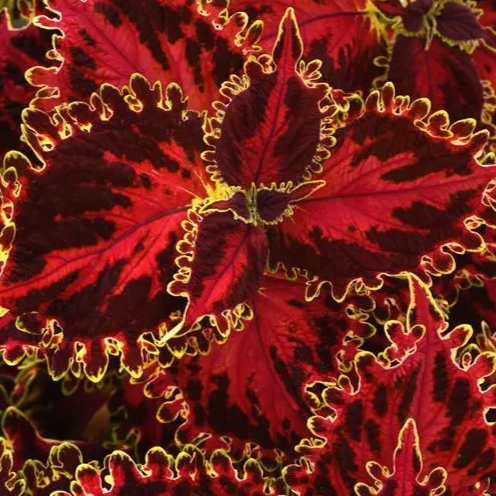 Coleus Volcanica Vino - View 13 from www redcrocus com