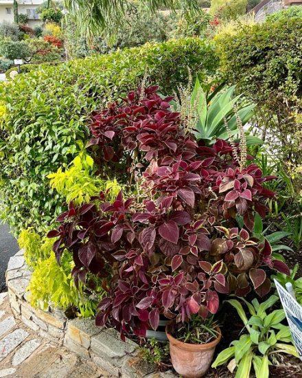 Coleus Volcanica Vino - View 14 from www redcrocus com