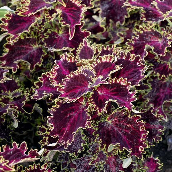 Coleus Volcanica Vino - View 15 from www redcrocus com