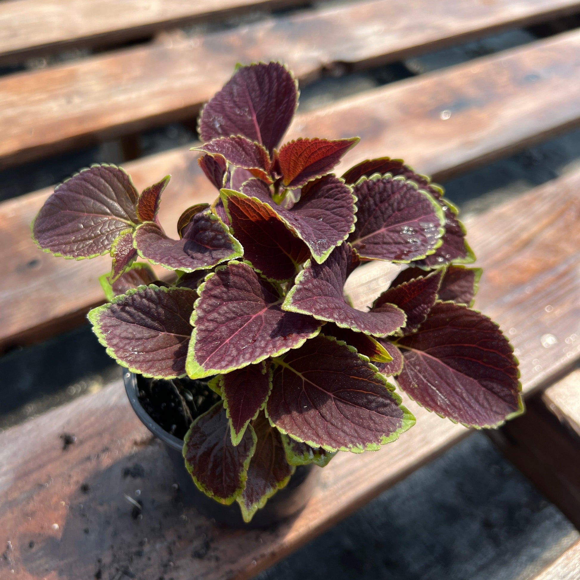 Coleus Volcanica Vino - View 16 from www redcrocus com