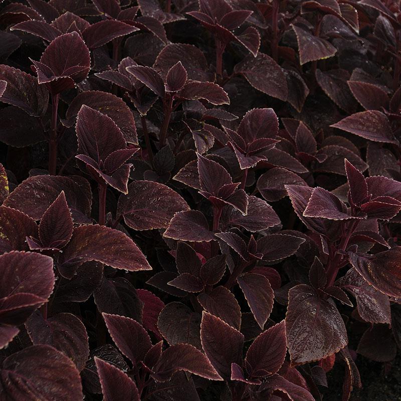 Coleus Volcanica Vino - View 1 from www redcrocus com