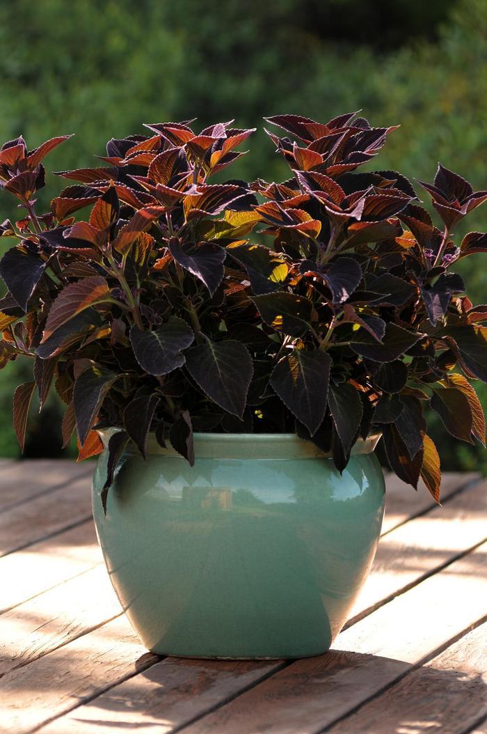 Coleus Volcanica Vino - View 2 from www redcrocus com