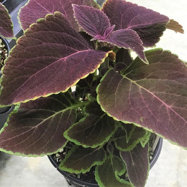 Coleus Volcanica Vino - View 3 from www redcrocus com