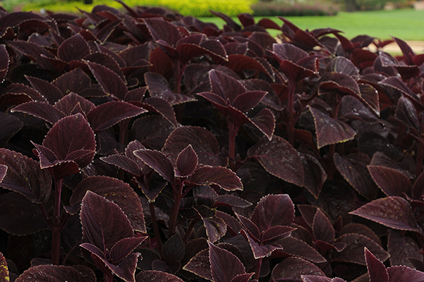 Coleus Volcanica Vino - View 4 from www redcrocus com