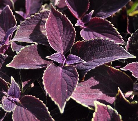 Coleus Volcanica Vino - View 5 from www redcrocus com