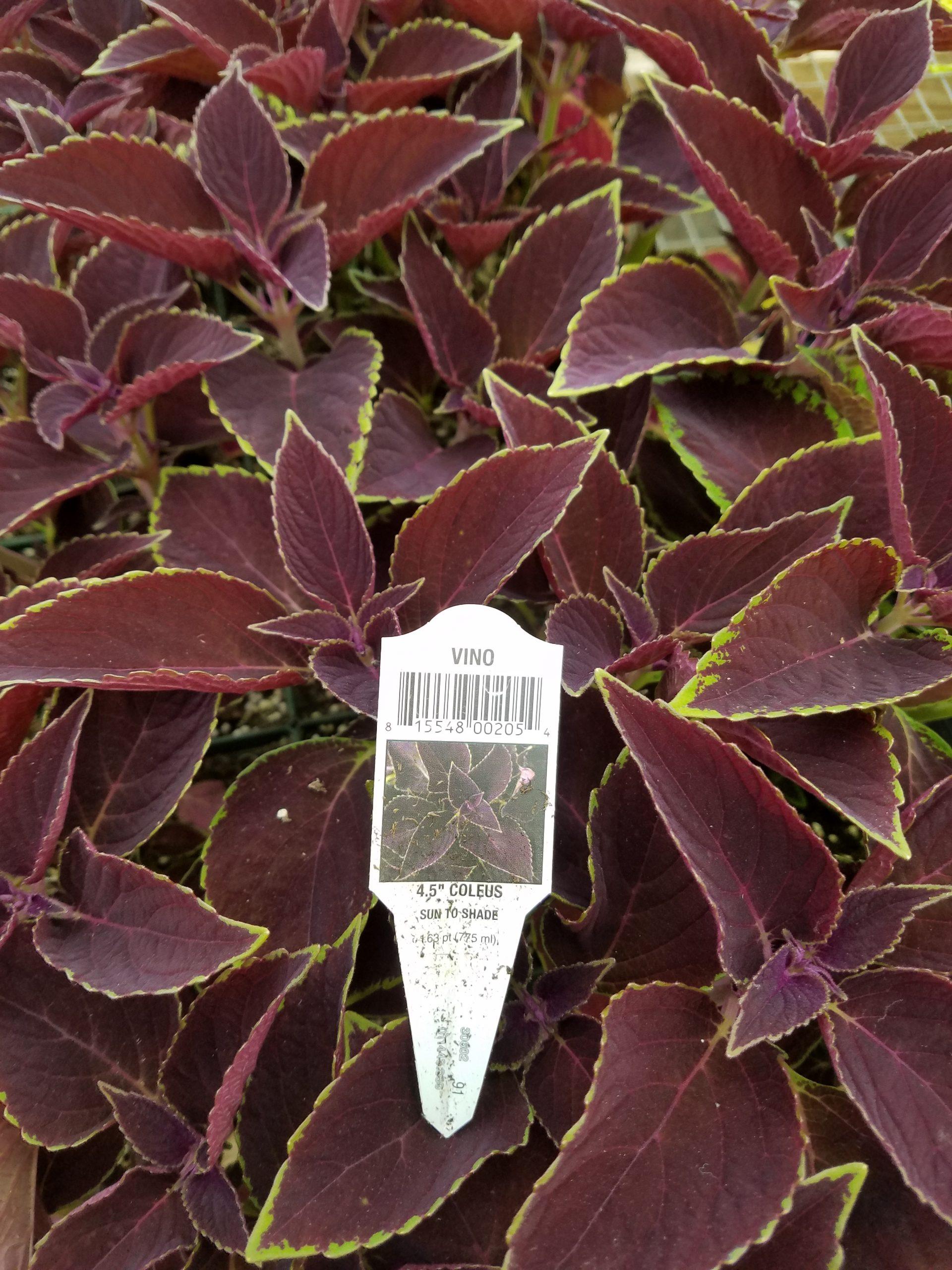 Coleus Volcanica Vino - View 6 from www redcrocus com